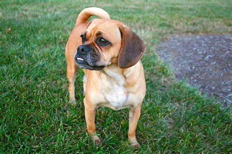 strip chta|Puggle 